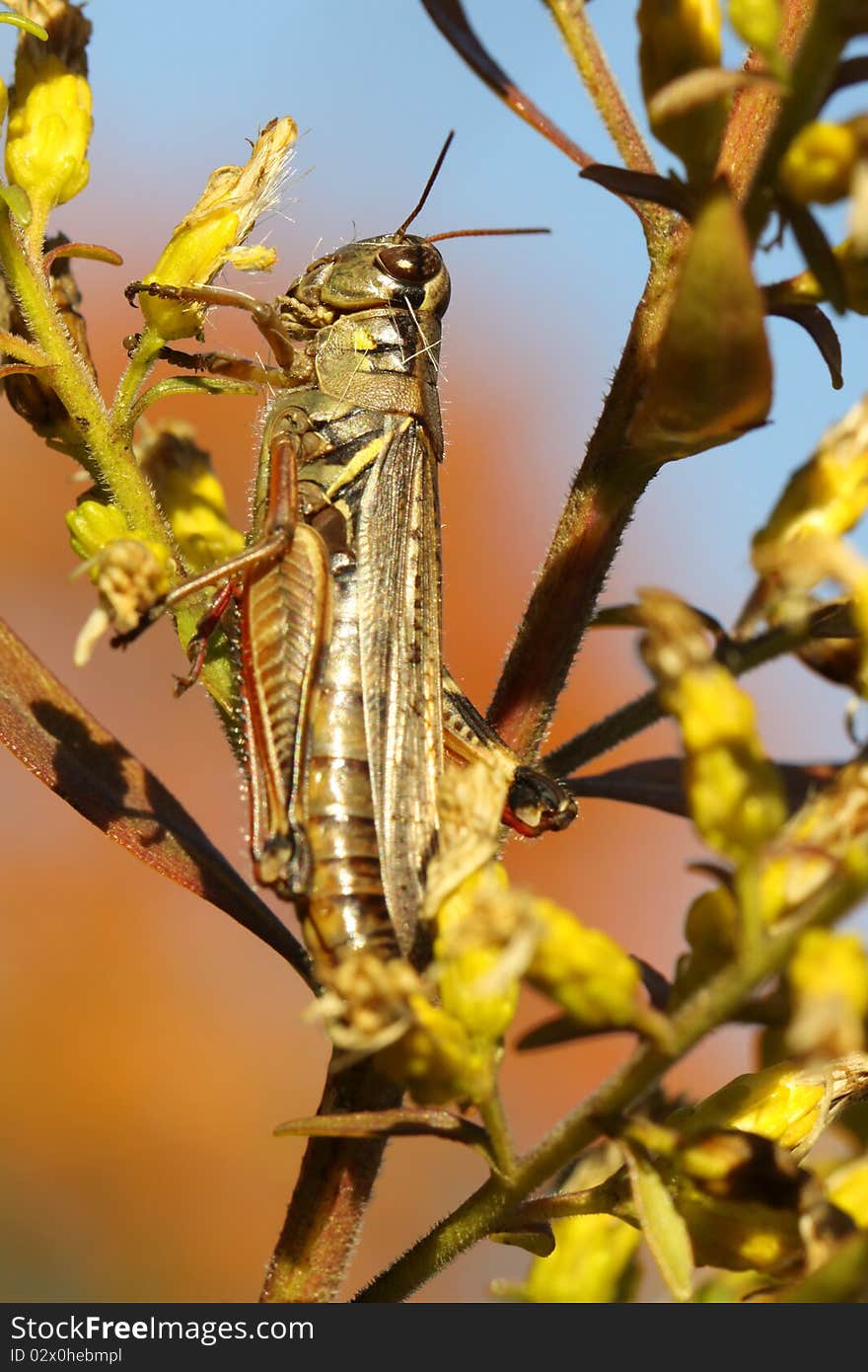 Differential grasshopper eating on an autumn branch