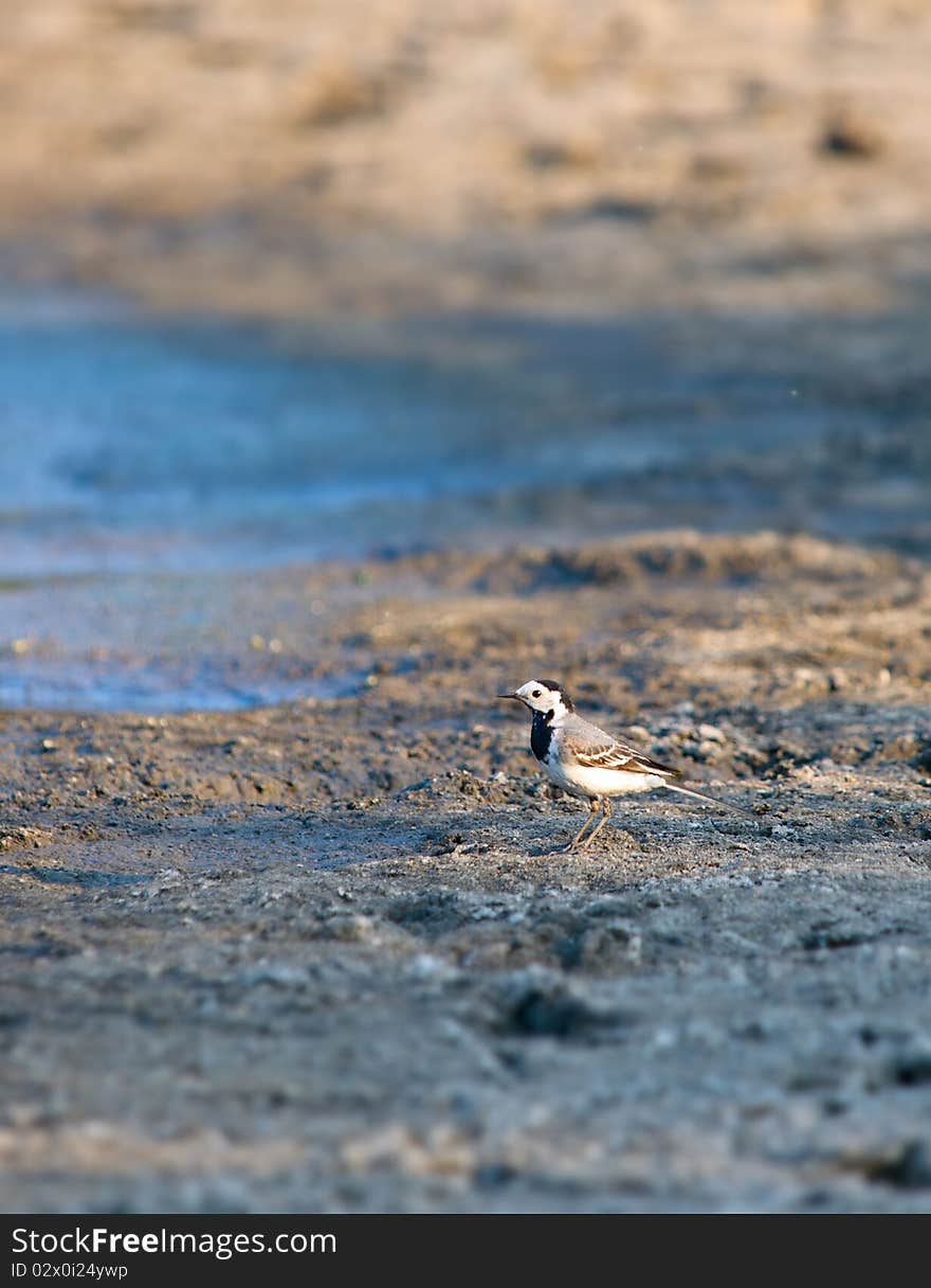 Wagtail bird walking on the beach shallow dof