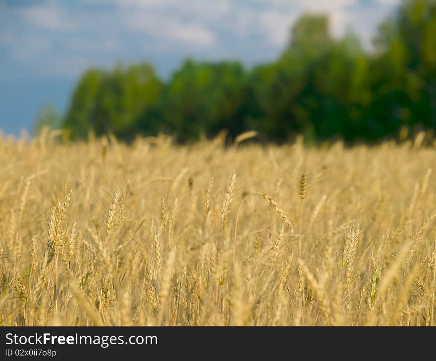 Wheat field closeup over green trees and sky landscape shallow dof. Wheat field closeup over green trees and sky landscape shallow dof