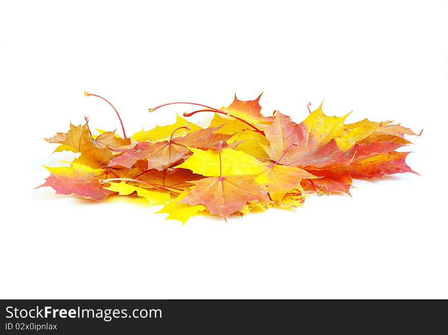 Autumn maple leaves isolated on a white