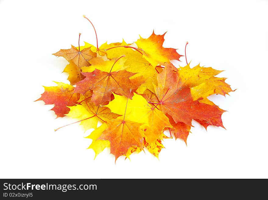 Autumn maple leaves isolated on a white. Autumn maple leaves isolated on a white