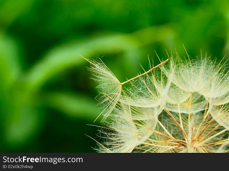 Dandelion close up against the green background