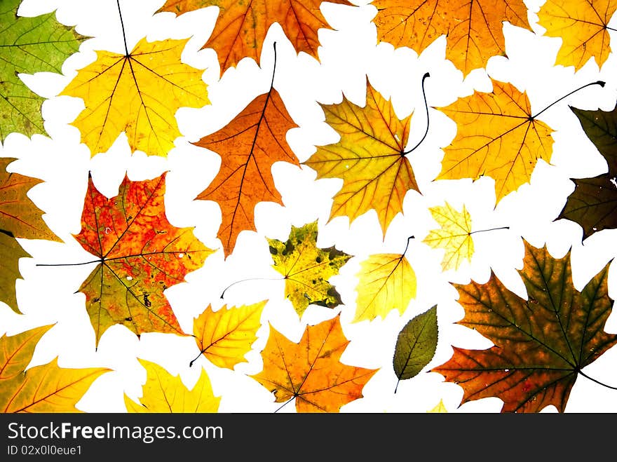 Many autumn leaves background isolated