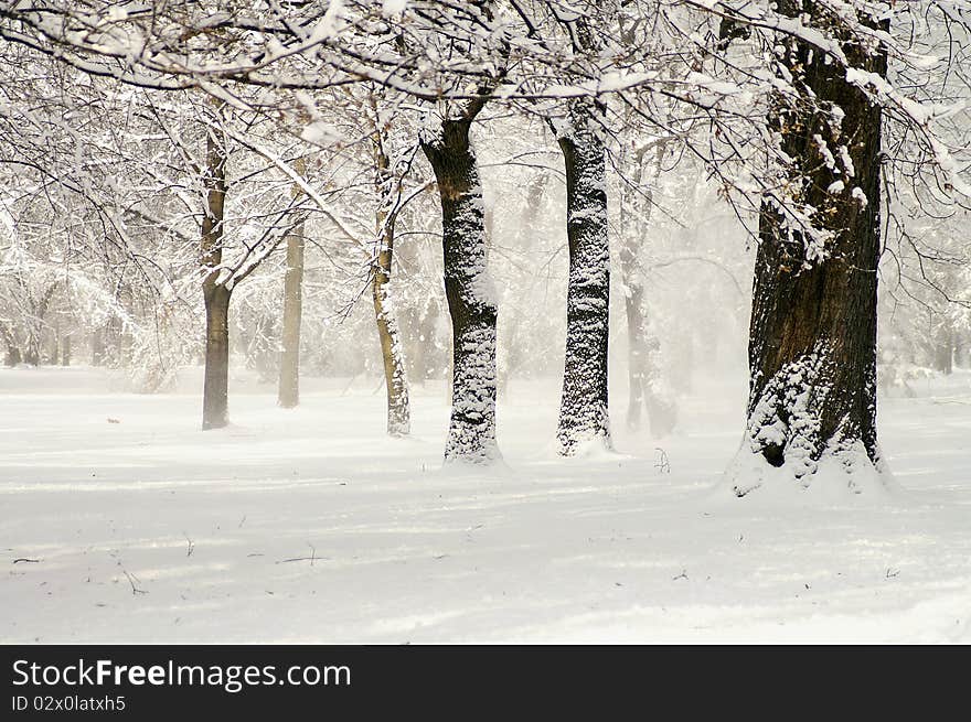 Winter park in snow