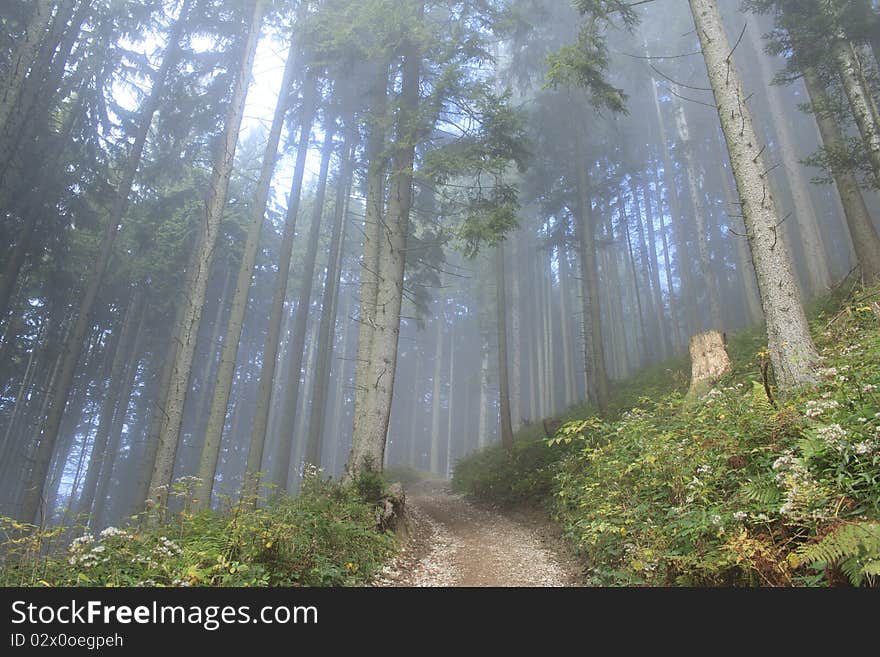 Blue forest in autumn