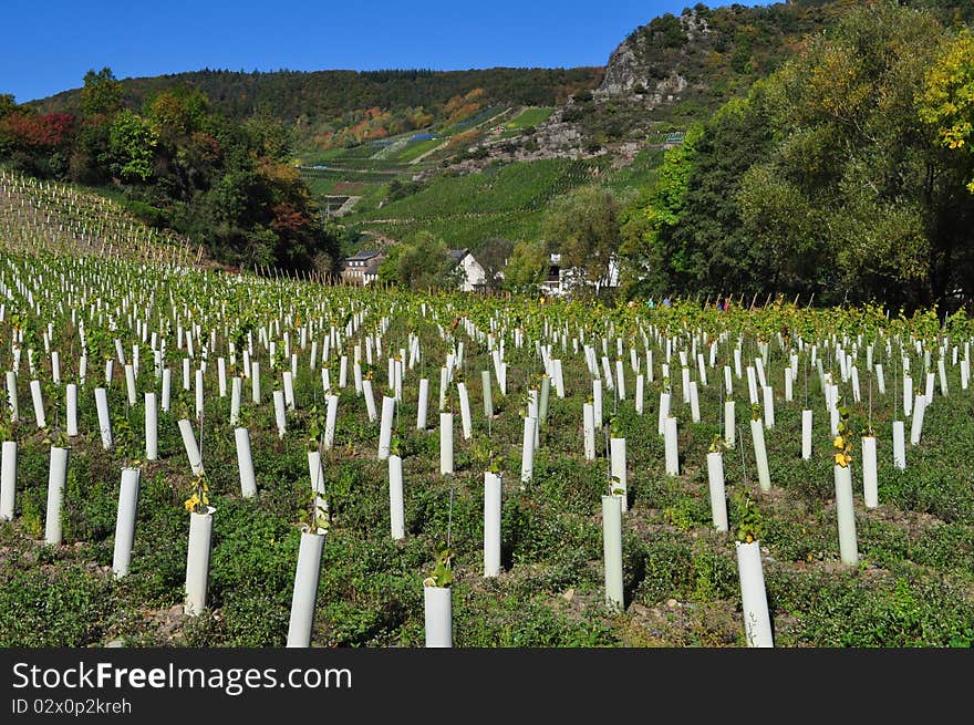 Autumn excursion in colourful vineyard landscape. Autumn excursion in colourful vineyard landscape