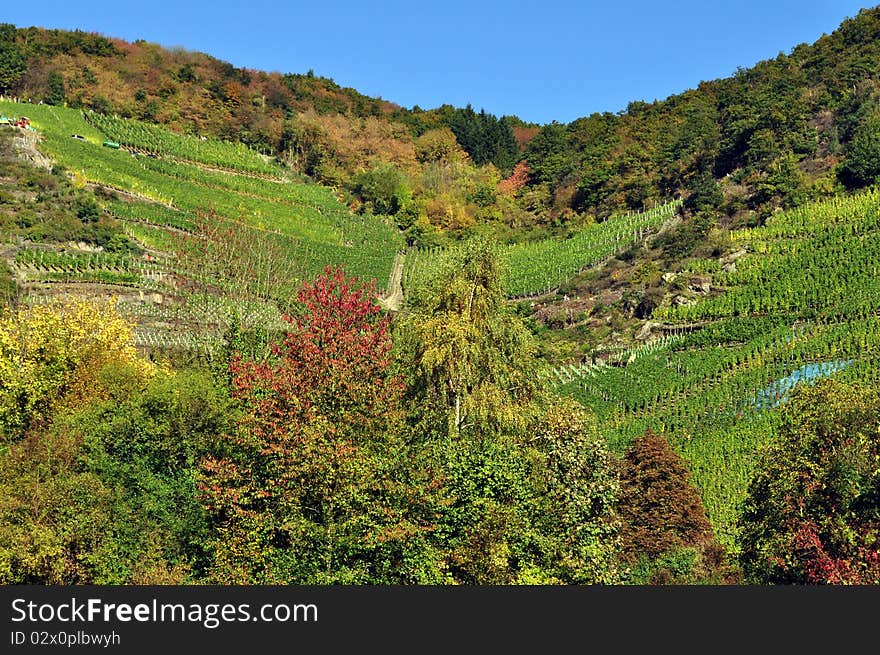 Autumn excursion in colorful vineyard landscape. Autumn excursion in colorful vineyard landscape