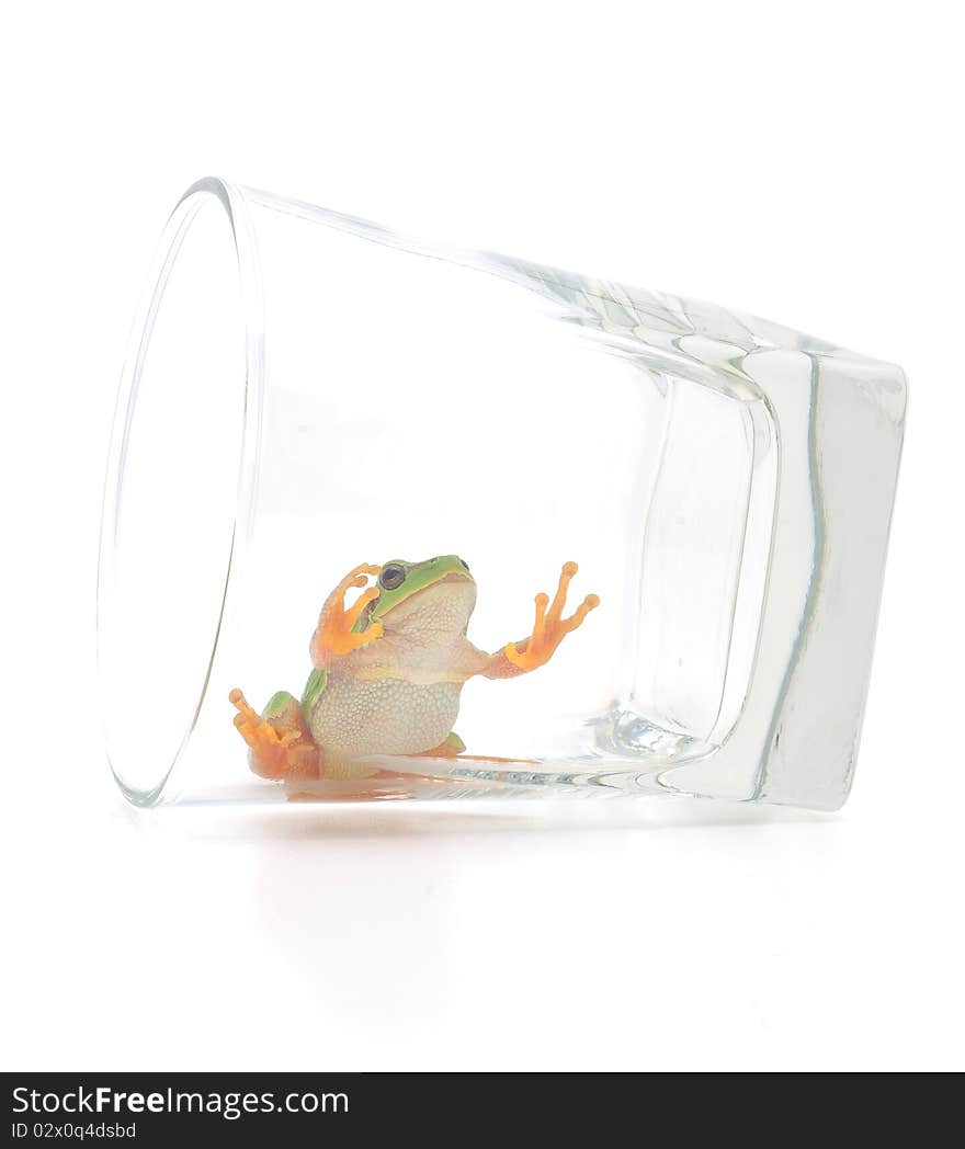 Frog In Glassful