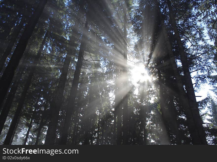 Forest in autumn