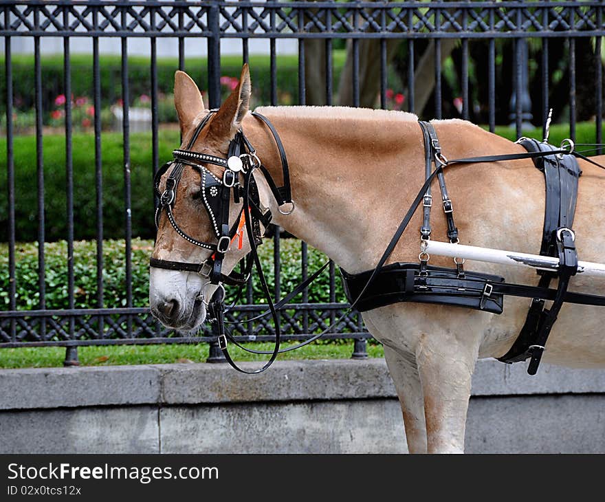 Carriage Mule