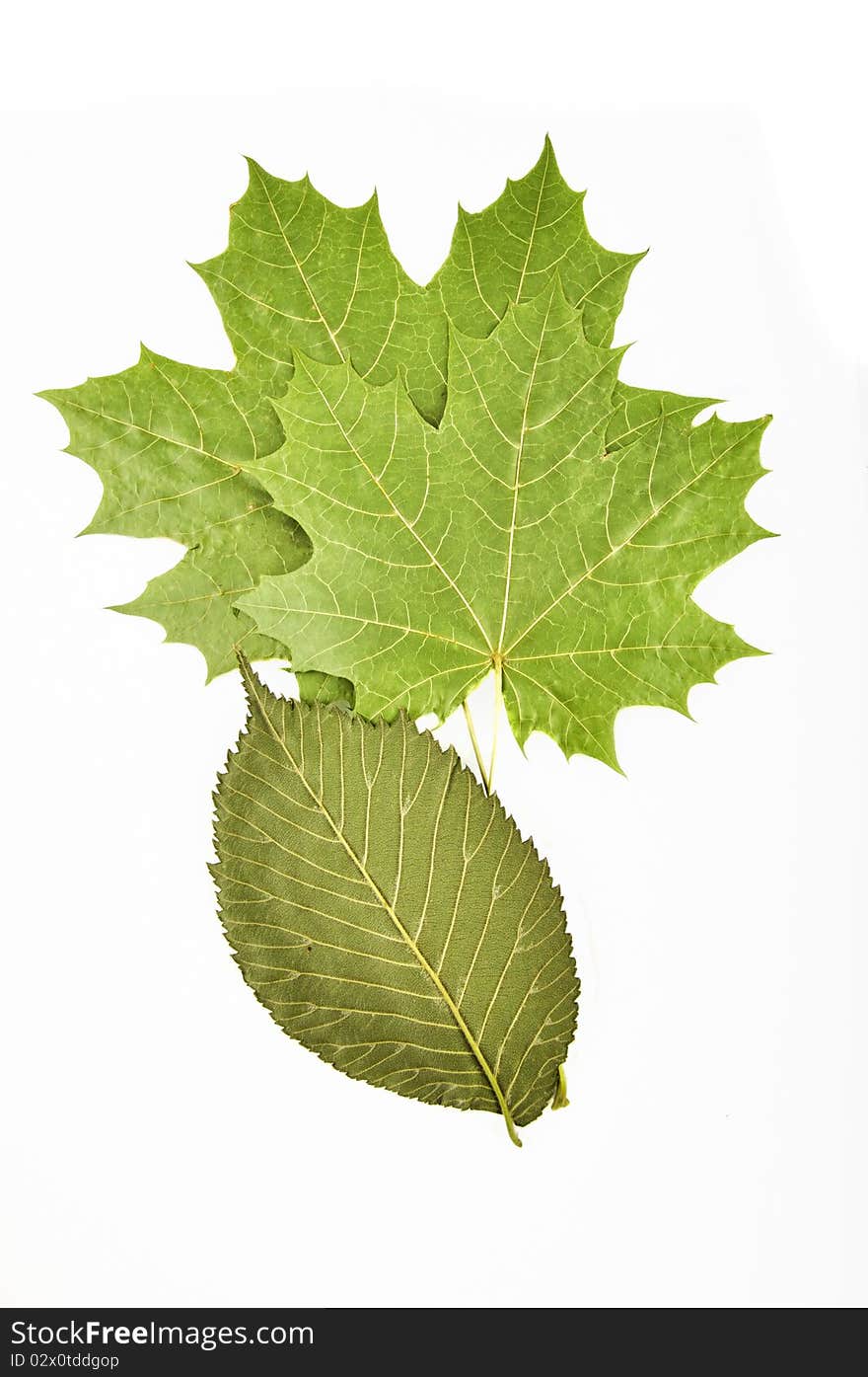 Green dry leaves on a white background