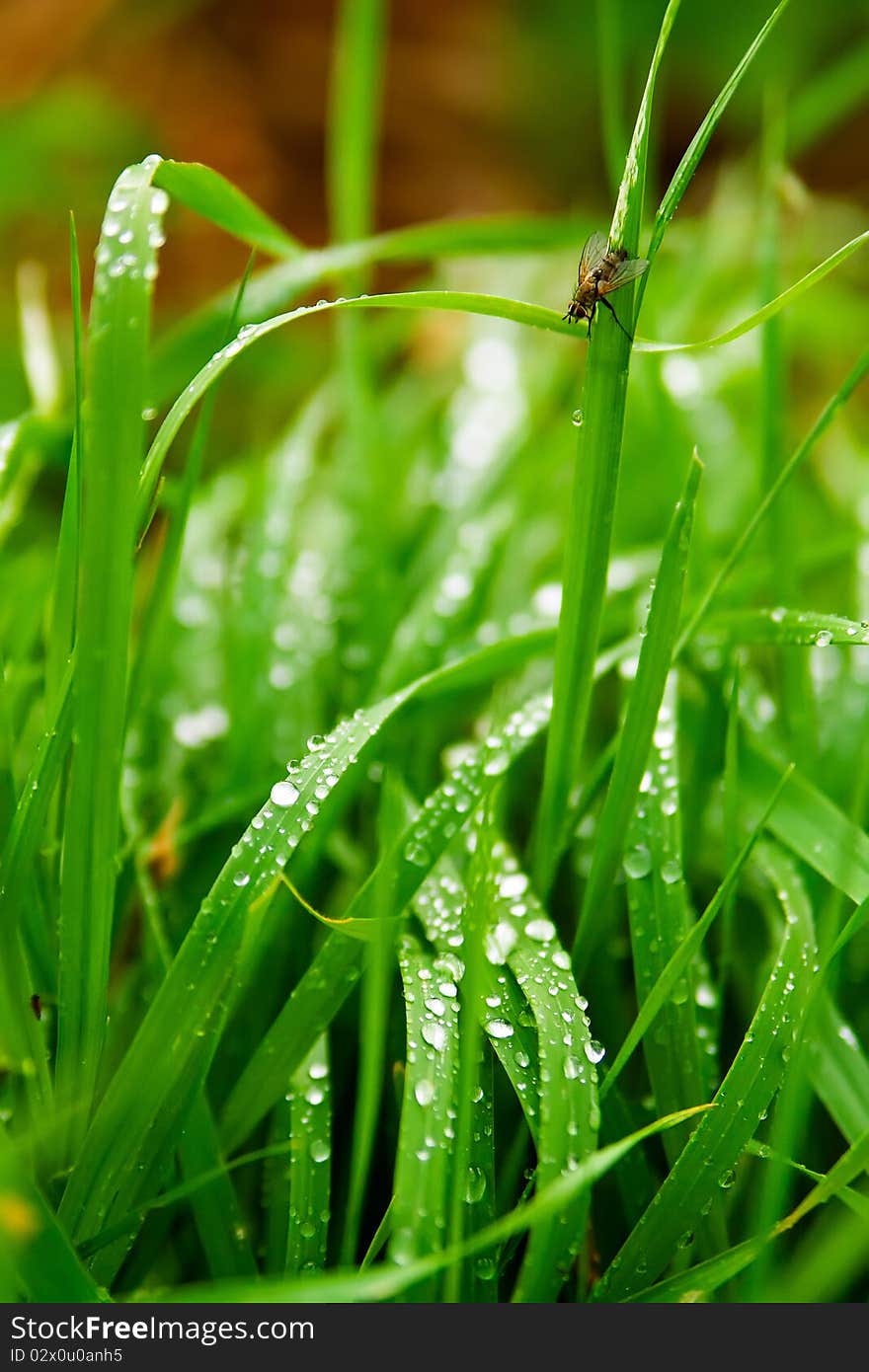 Grass after the rain on the forest floor and a fly (musca domestica). Grass after the rain on the forest floor and a fly (musca domestica)