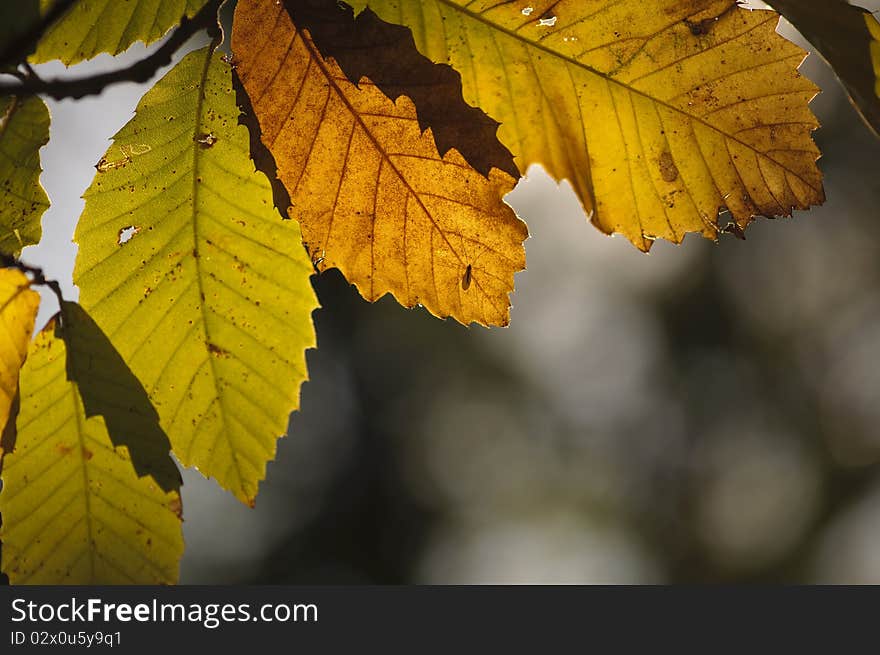 leaves in chestnut woods backlit in the evening light. leaves in chestnut woods backlit in the evening light