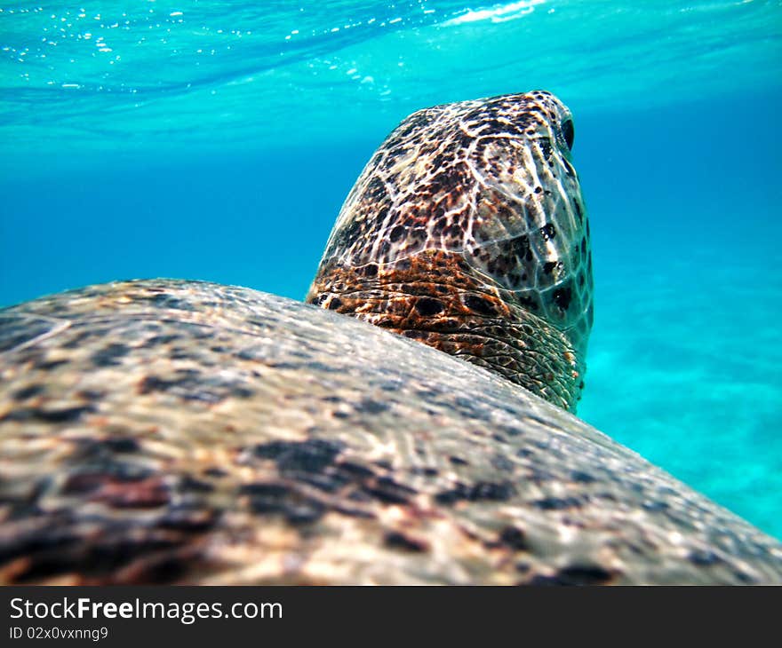 Turtle in the Red Sea