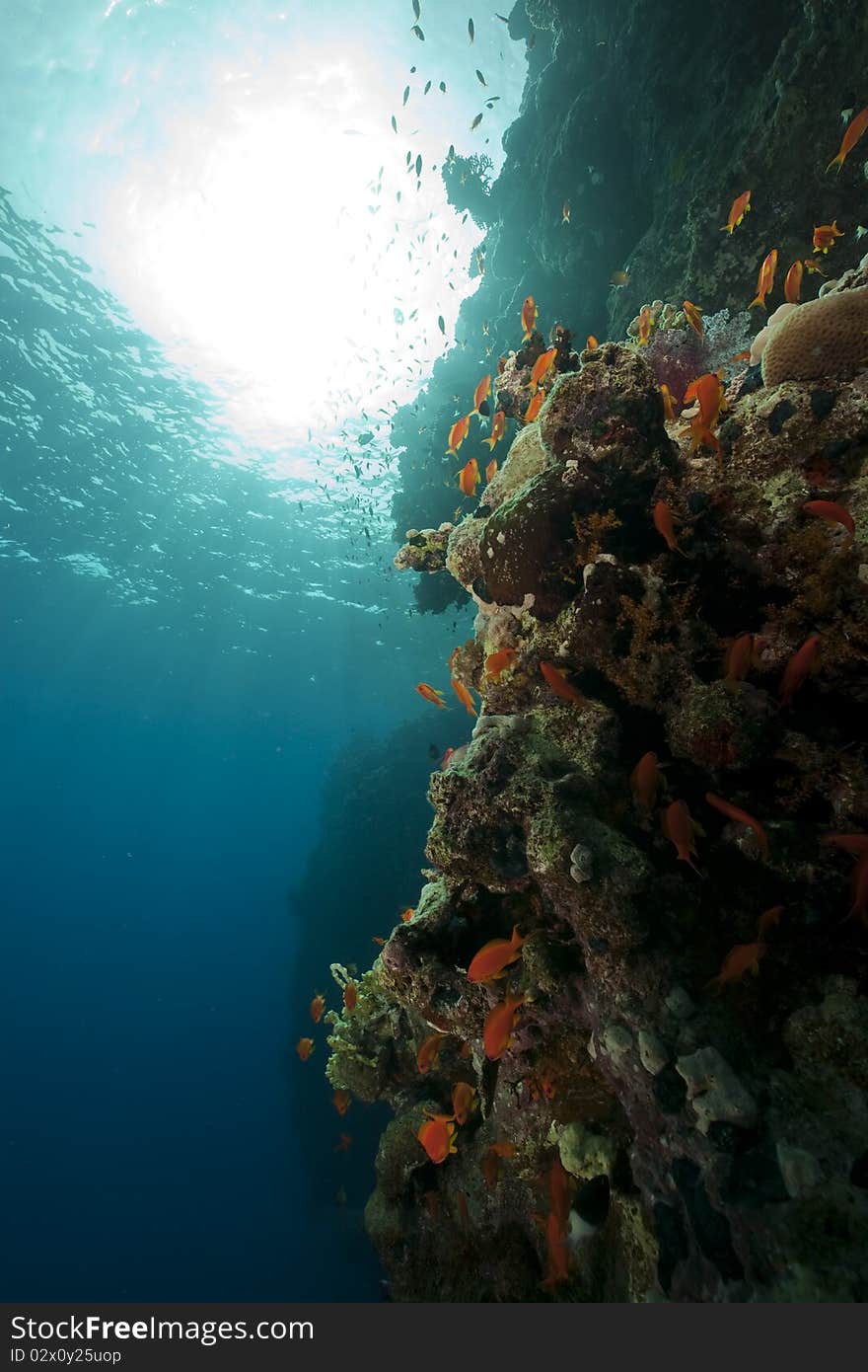 Fish and ocean taken in the Red Sea.