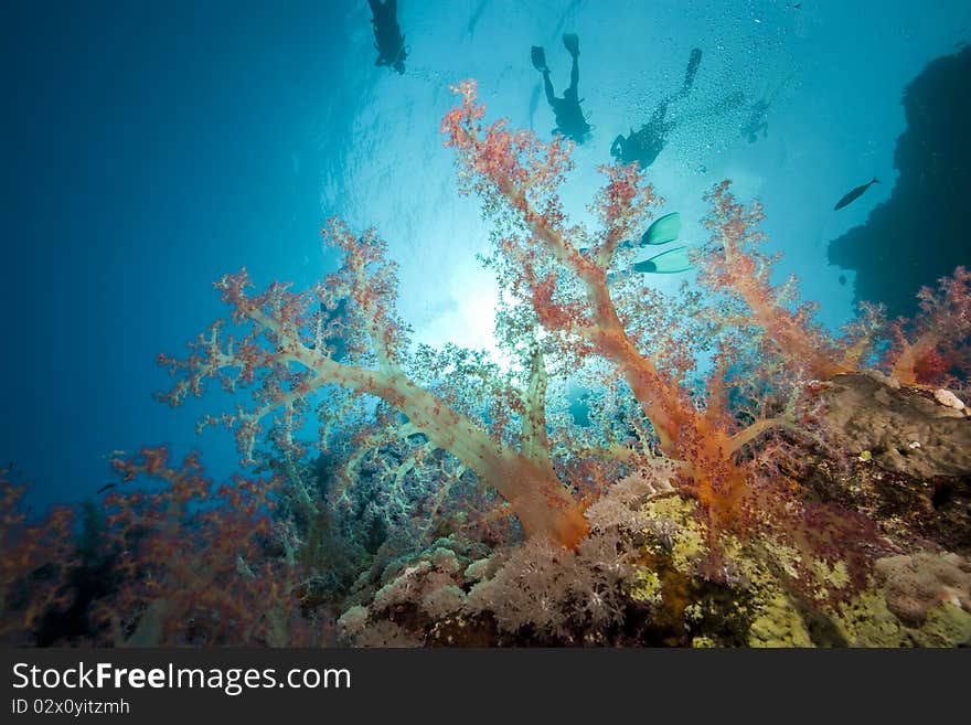 Fish,divers and ocean taken in the Red Sea.