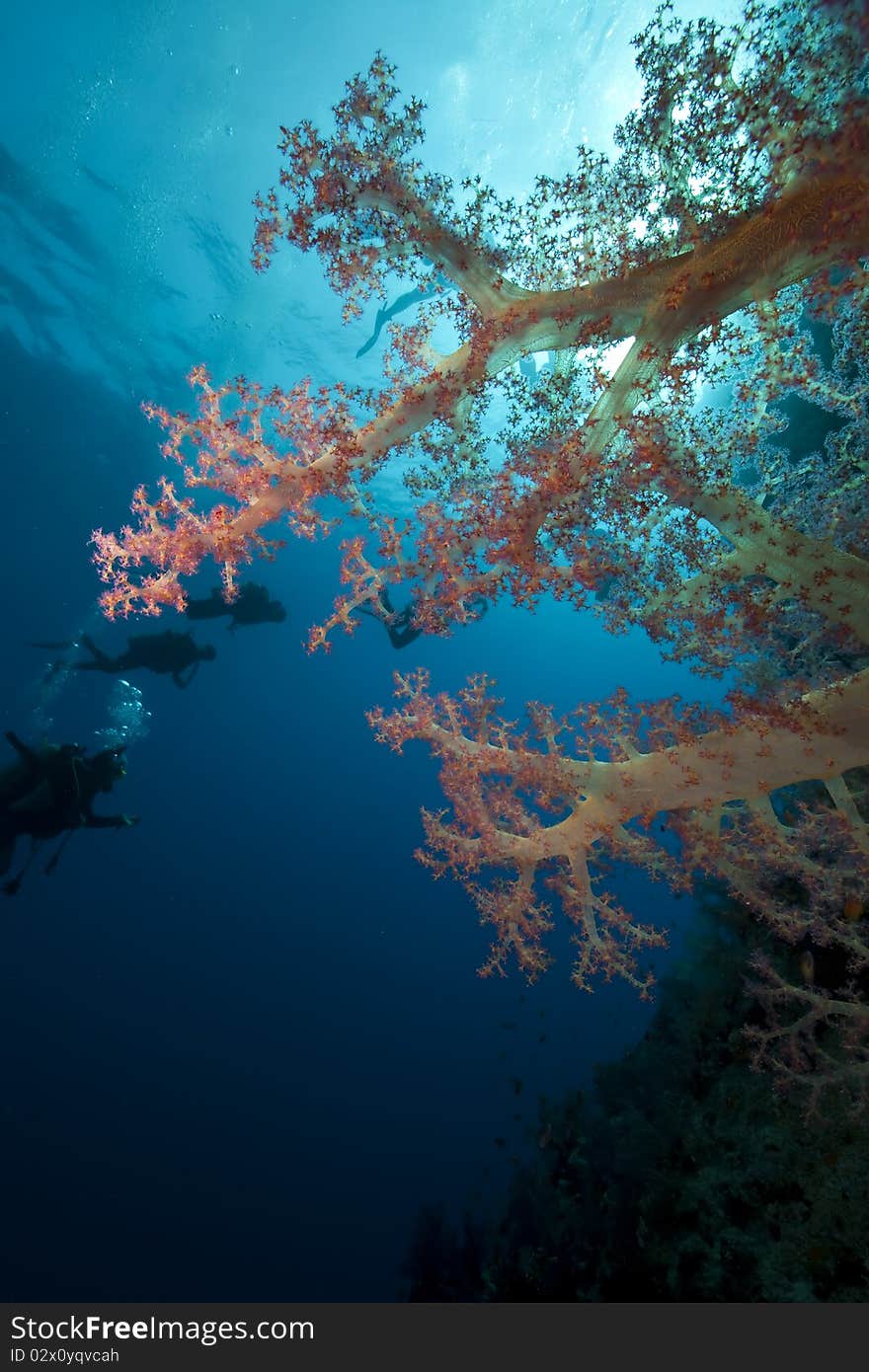 Fish,divers and ocean taken in the Red Sea.