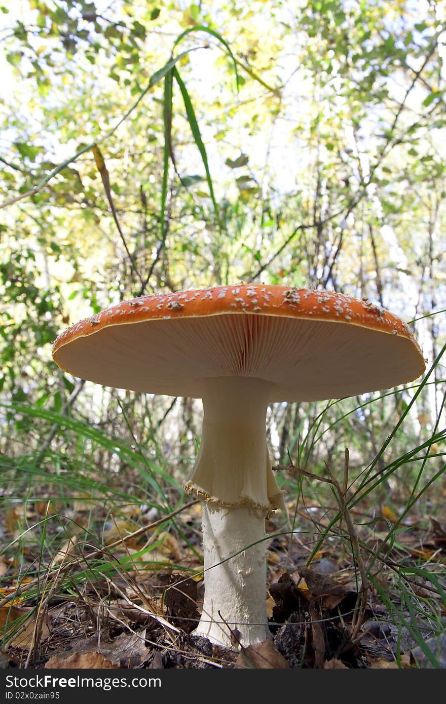 Amanita mushroom in the autumn forest. Amanita mushroom in the autumn forest.