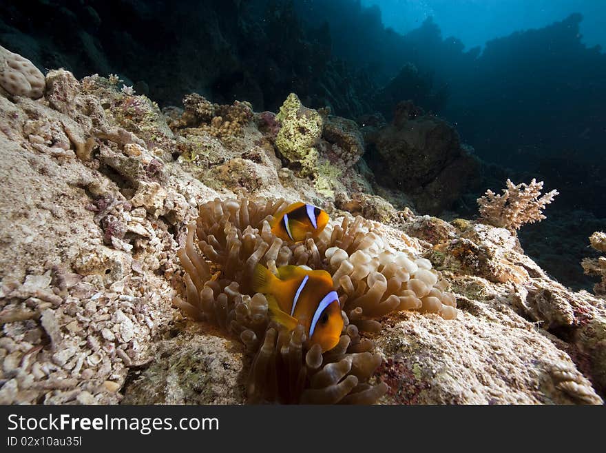 Anemonefish and ocean taken in the Red Sea.