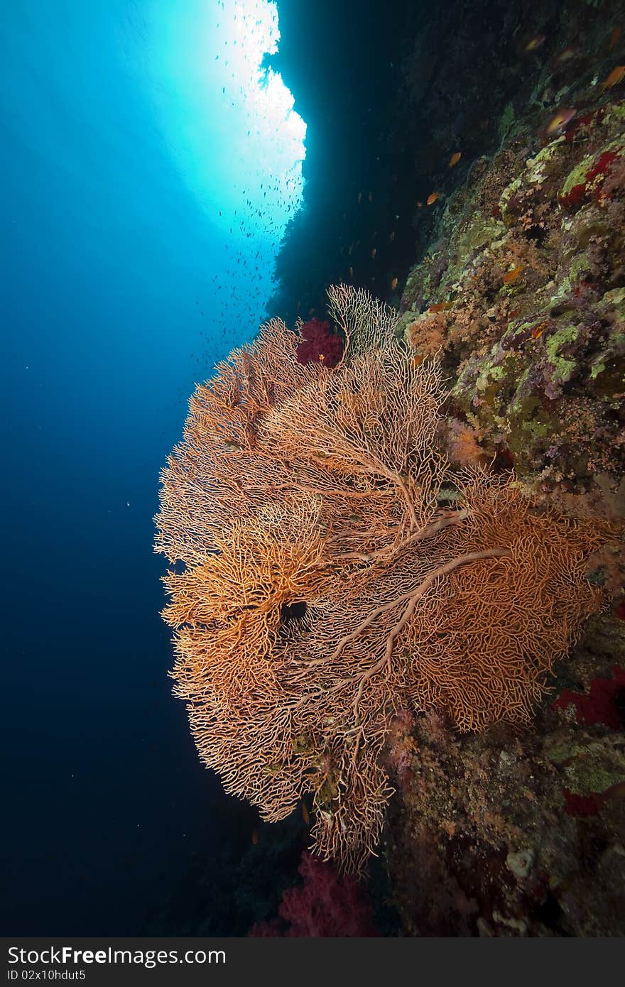 Seafan and ocean taken in the Red Sea.