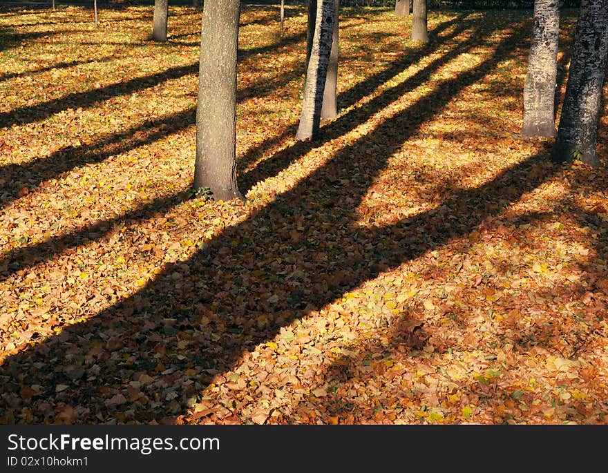 Tall tree casts a shadow over fallen leaves. Tall tree casts a shadow over fallen leaves.