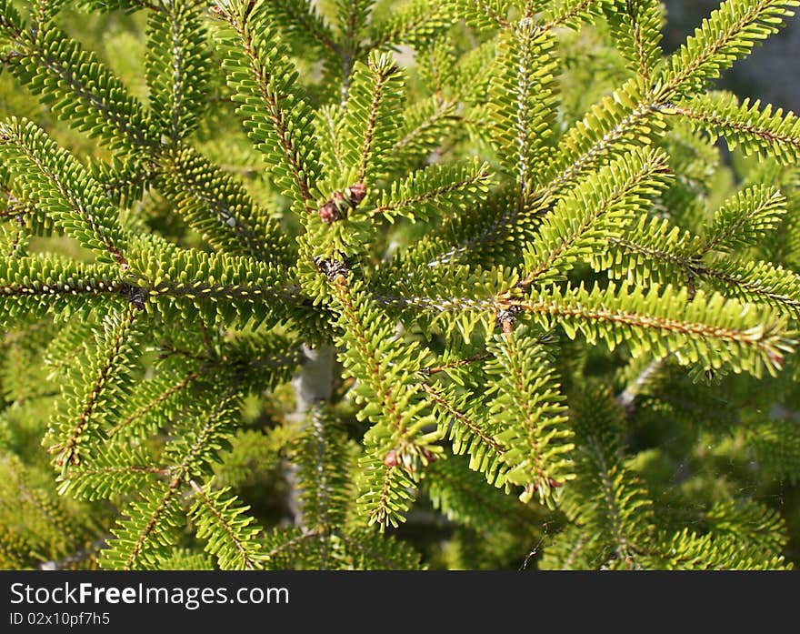 Particularly the leaves of a fir tree. Particularly the leaves of a fir tree