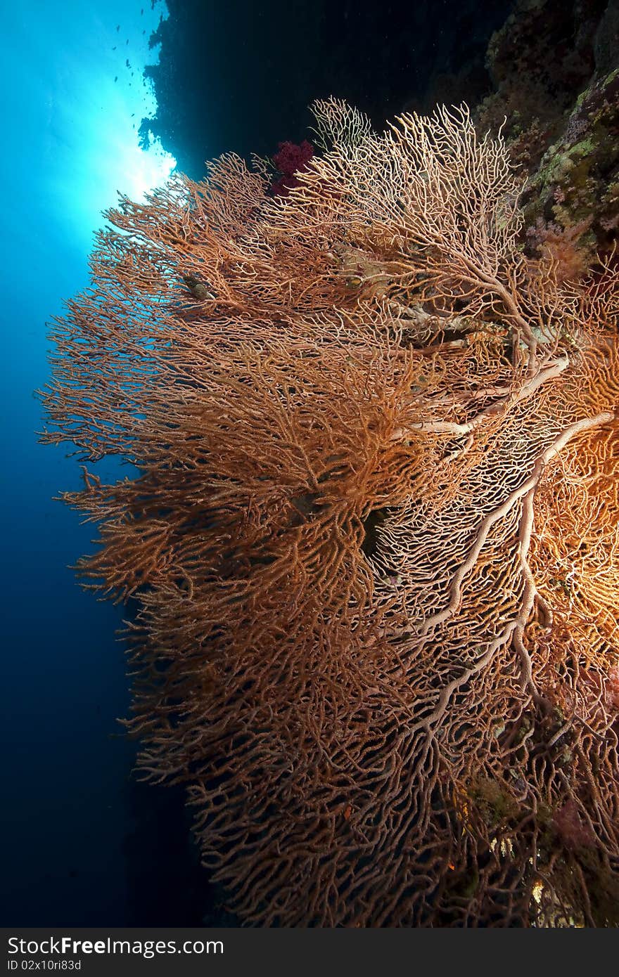 Seafan and ocean taken in the Red Sea.