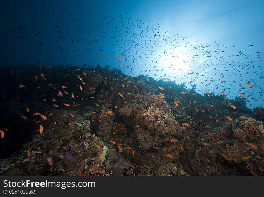 Fish and ocean taken in the Red Sea.