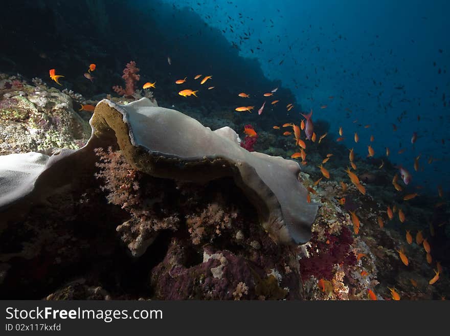 Fish and ocean taken in the Red Sea.