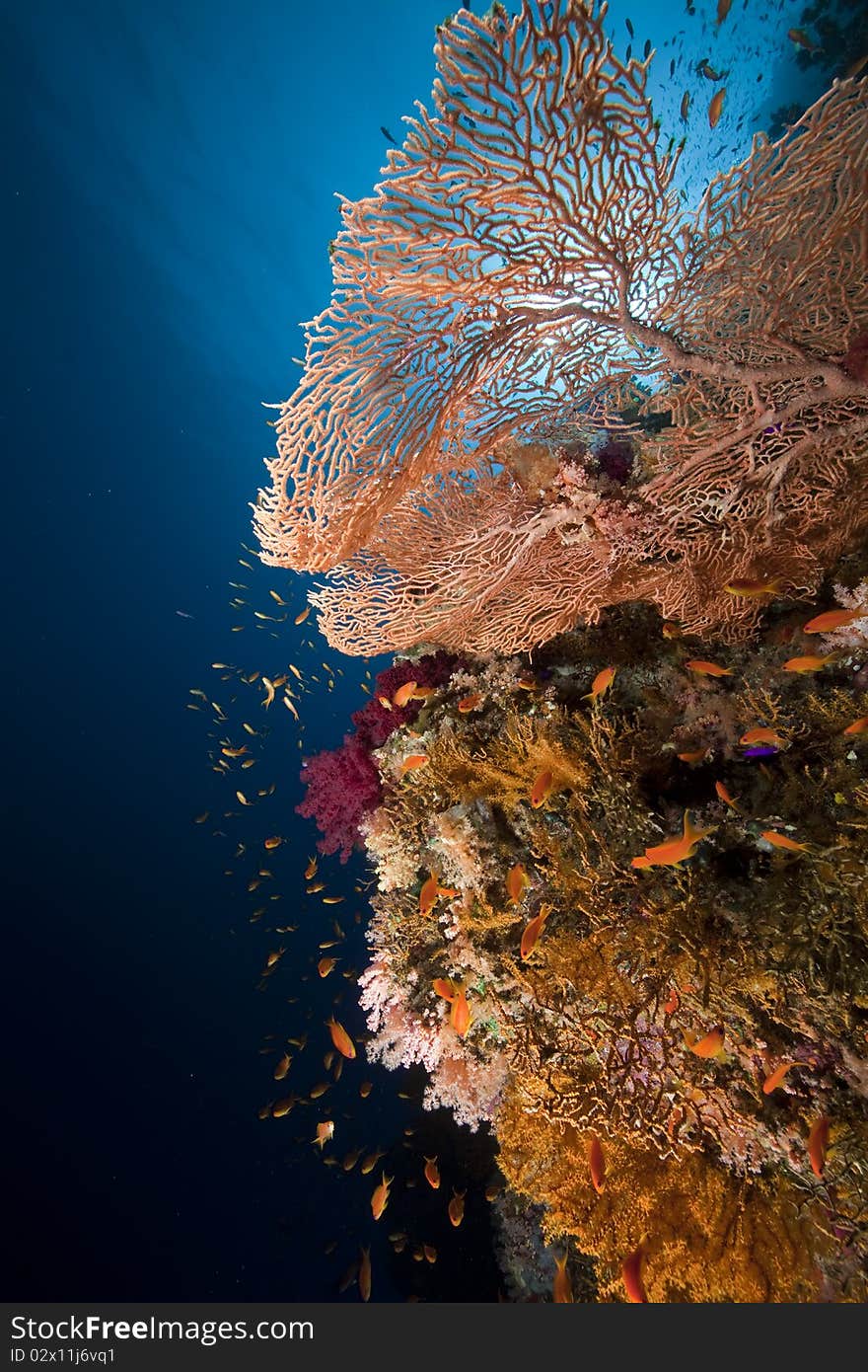 Seafan and ocean taken in the Red Sea.