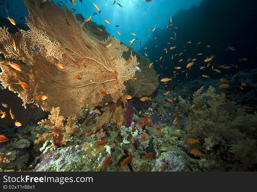 Seafan and ocean taken in the Red Sea.