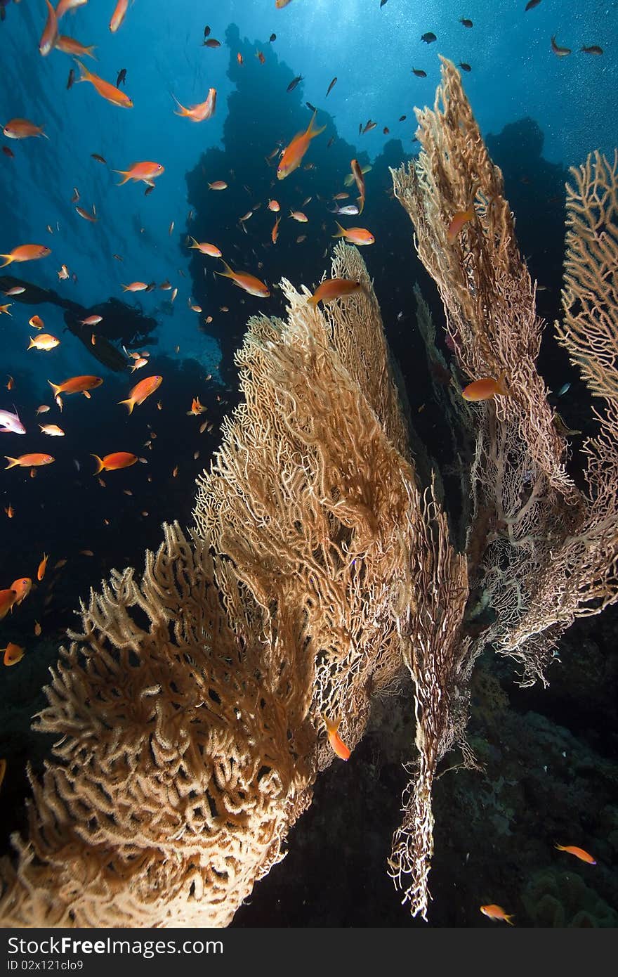 Seafan and ocean taken in the Red Sea.