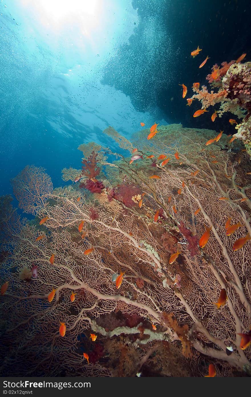 Seafan and ocean taken in the Red Sea.