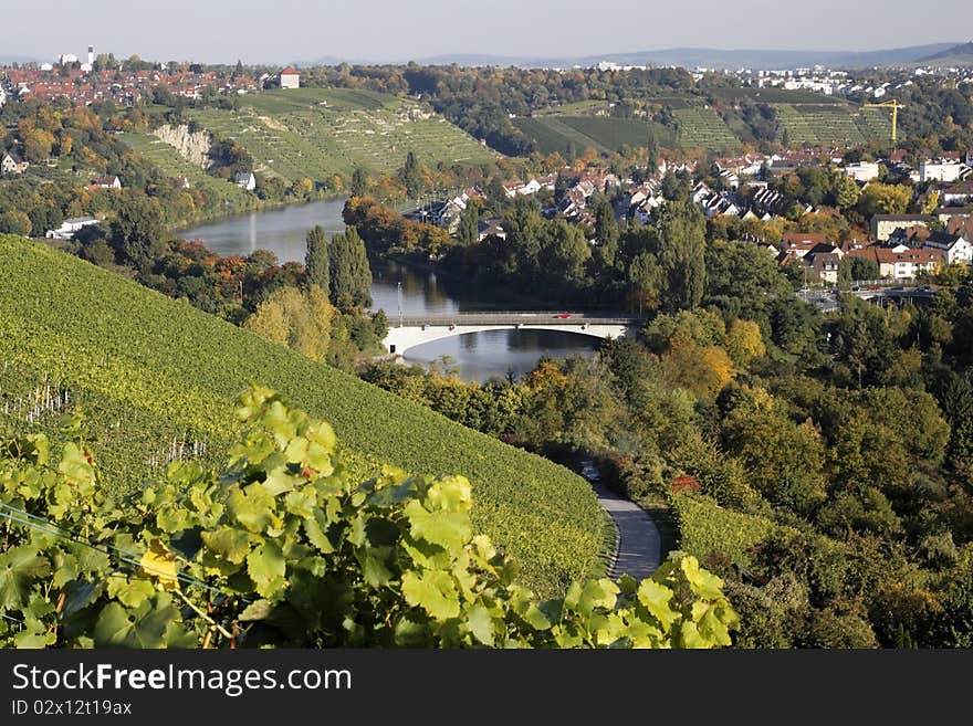 Vineyard and River Neckar