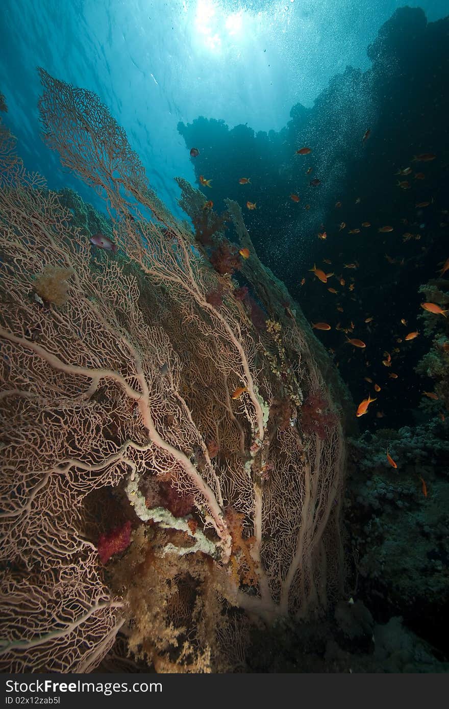 Seafan and ocean taken in the Red Sea.