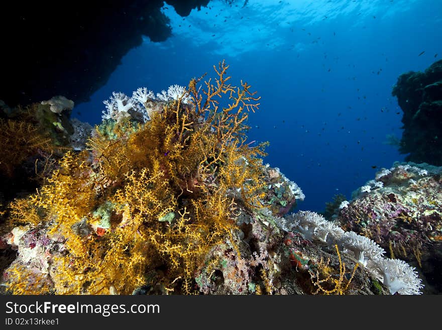 Coral and ocean taken in the Red Sea.