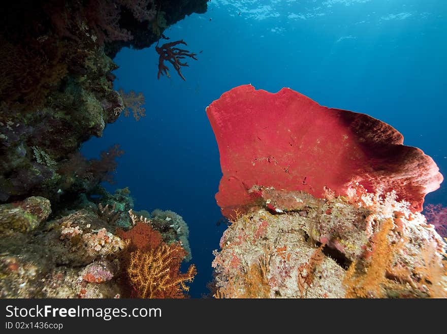 Coral and ocean taken in the Red Sea.