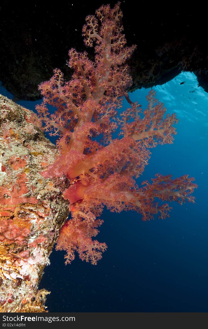 Coral and ocean taken in the Red Sea.