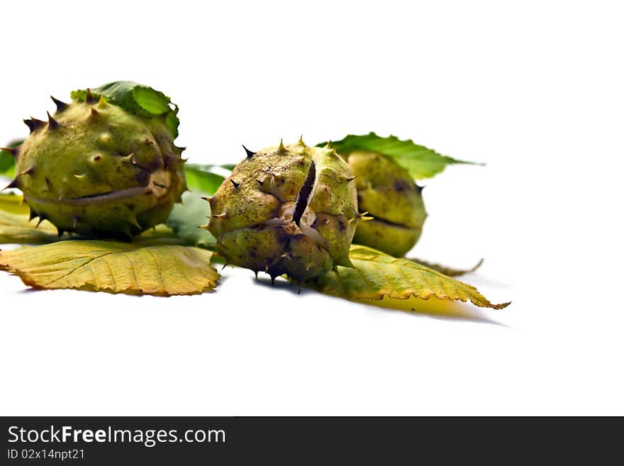 Chestnut on a white background. Chestnut on a white background