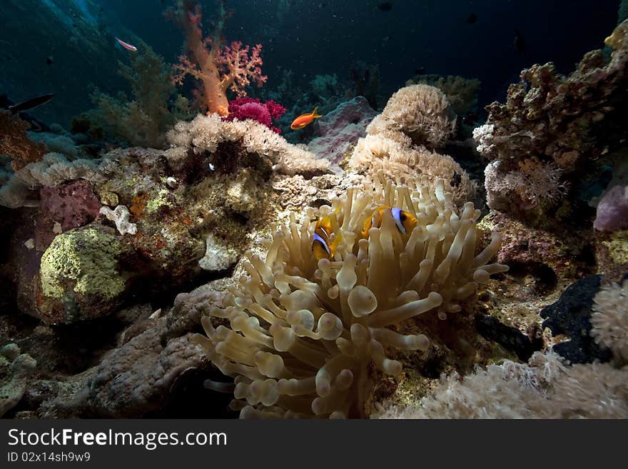 Bubble anemone and ocean