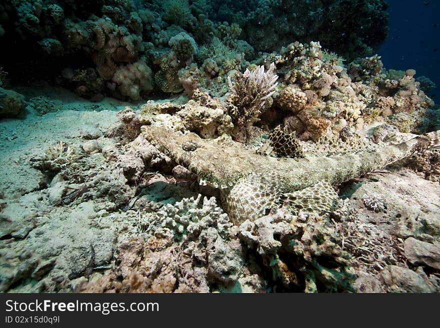 Crocodilefish and ocean taken in the Red Sea.