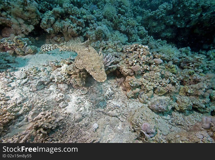 Crocodilefish and ocean taken in the Red Sea.