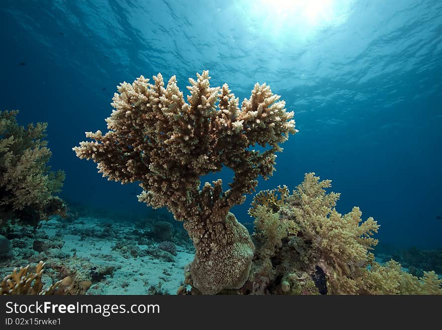 Coral and ocean taken in the Red Sea.