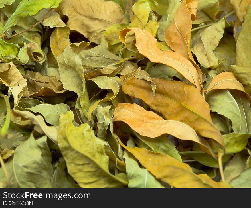 Foliage