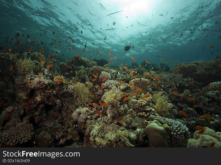 Underwater scenery at Yolanda reef