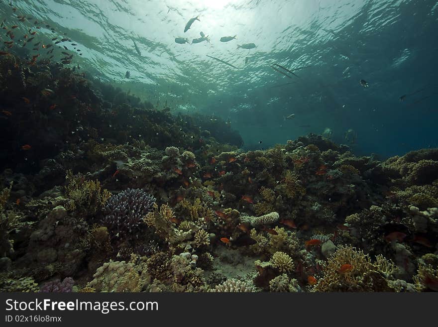 Underwater scenery at Yolanda reef