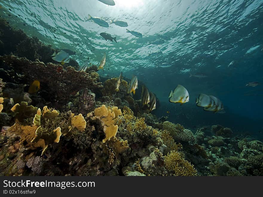 Underwater scenery at Yolanda reef