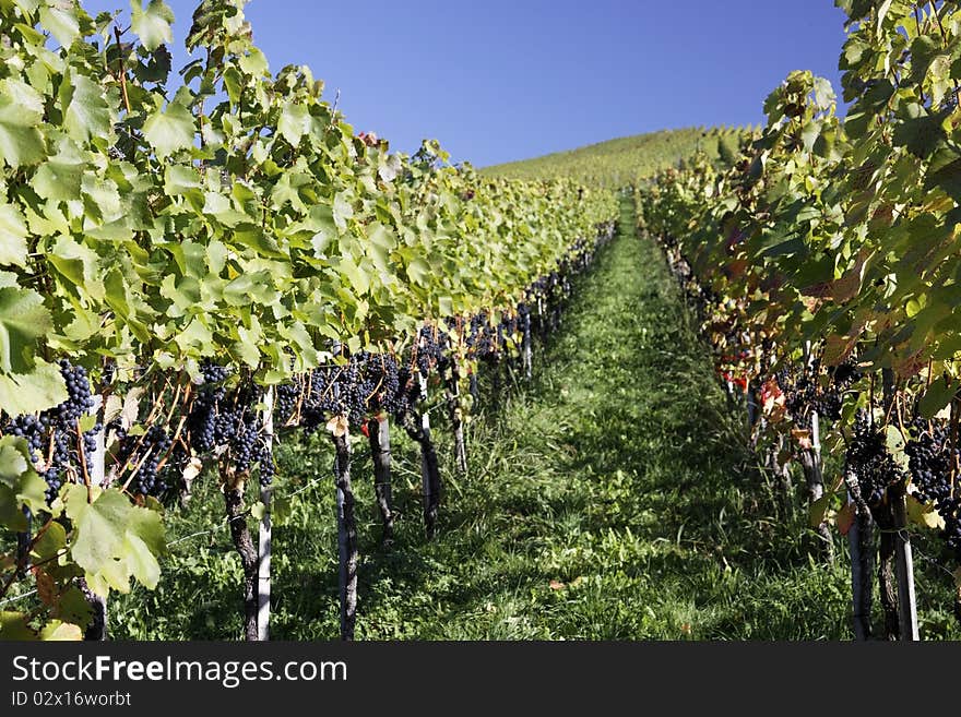 Vineyard with grapes, Autumn in the region of Württemberg, Germany