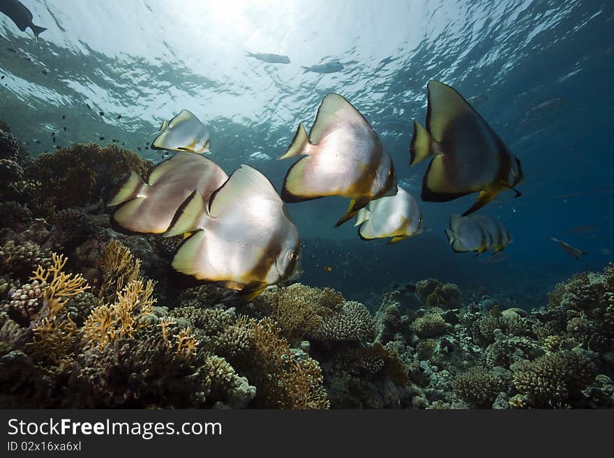 Spade fish at Yolanda reef taken in the Red Sea.