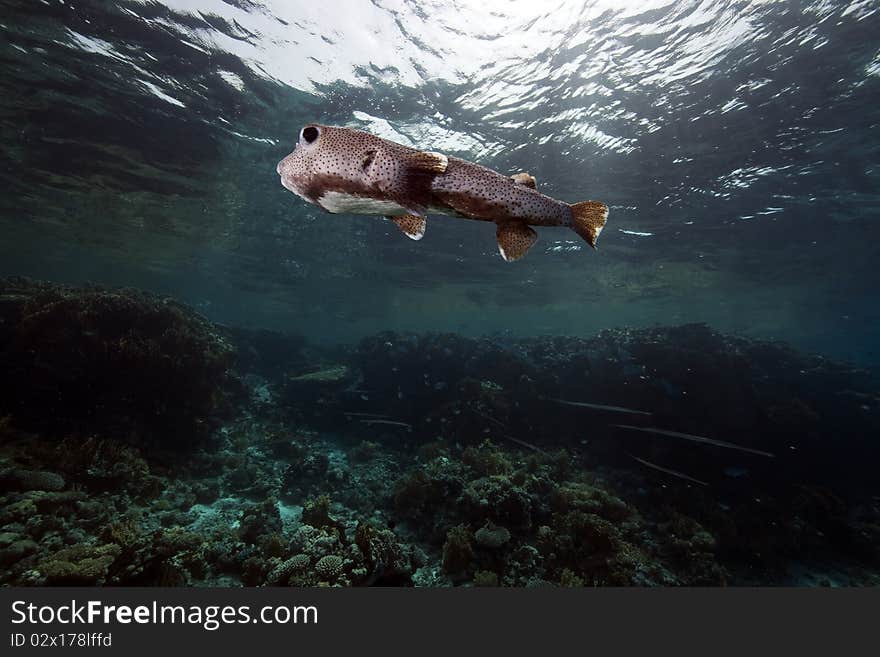 Porcupinefish and ocean taken in the Red Sea.